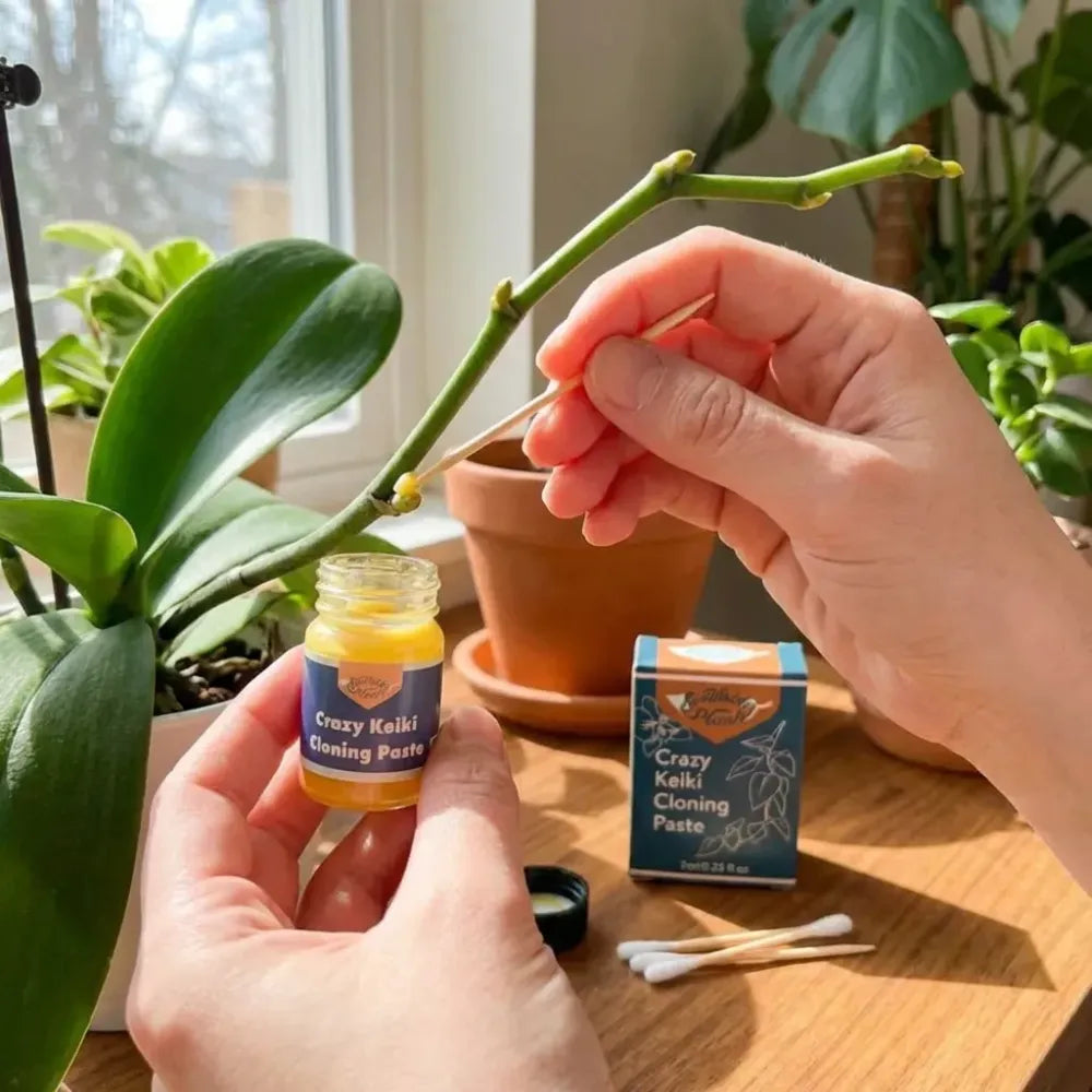 Crazy keiki plant cloning paste – 7ml