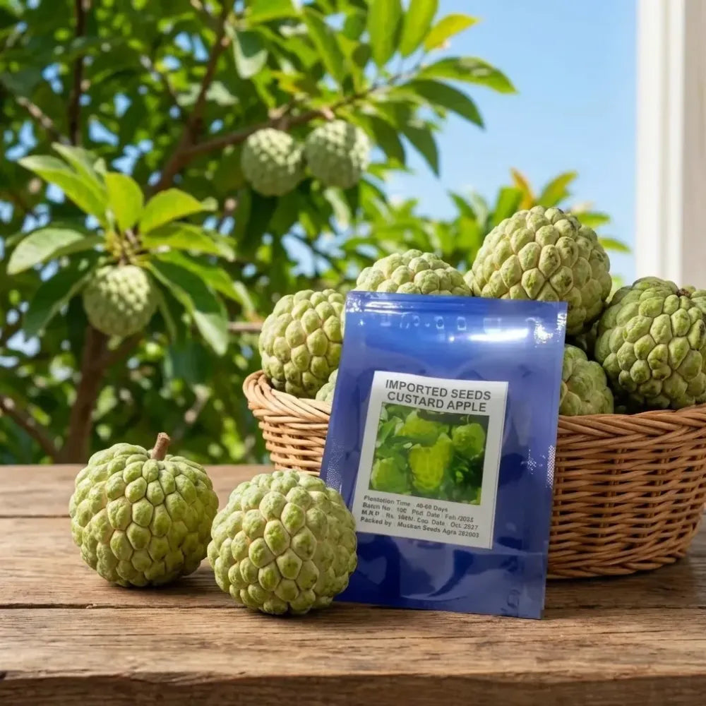 Custard apple seeds – pack of 1