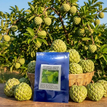 Custard apple seeds – pack of 1
