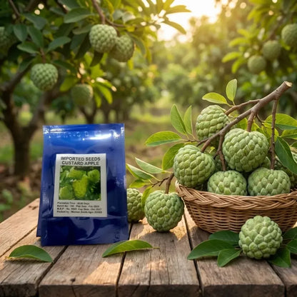 Custard apple seeds – pack of 1