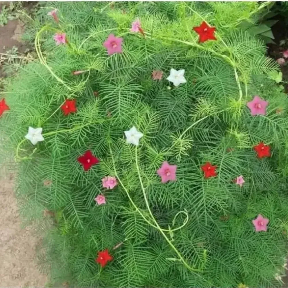 Cypress vine plant seeds