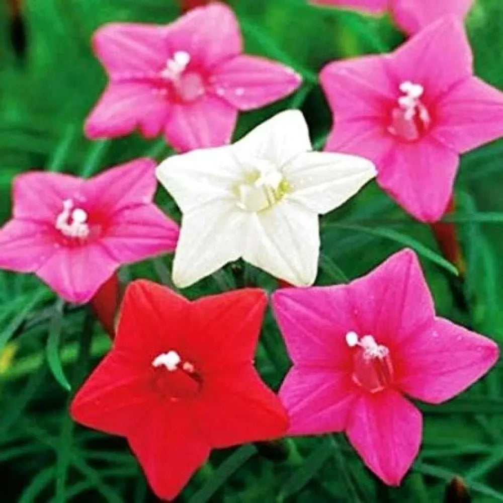 Cypress vine plant seeds