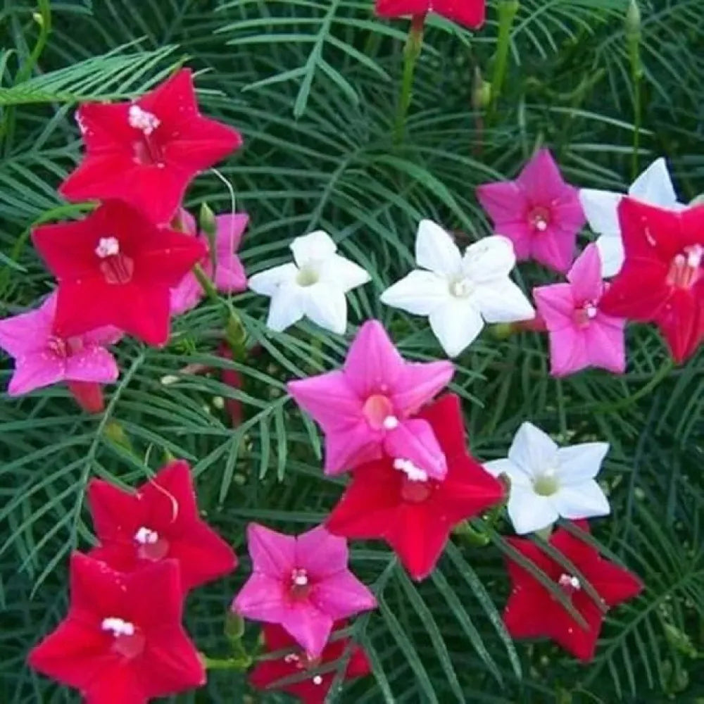 Cypress vine plant seeds