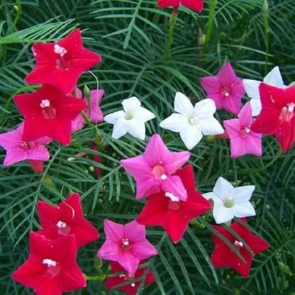 Cypress vine plant seeds