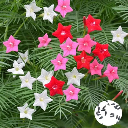 Cypress vine plant seeds
