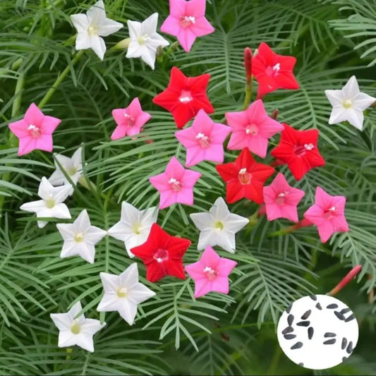 Cypress vine plant seeds