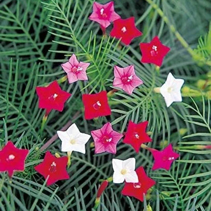 Cypress vine plant seeds