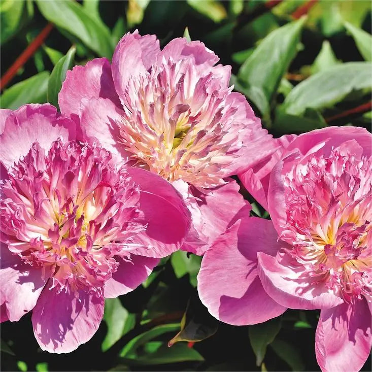The queen of flowers - peony flower
