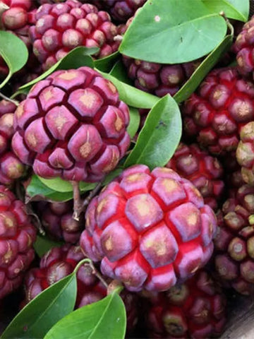 Devil Fruit Fantasy Seeds