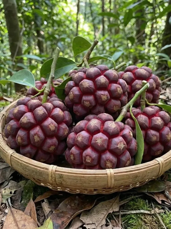 Devil Fruit Fantasy Seeds