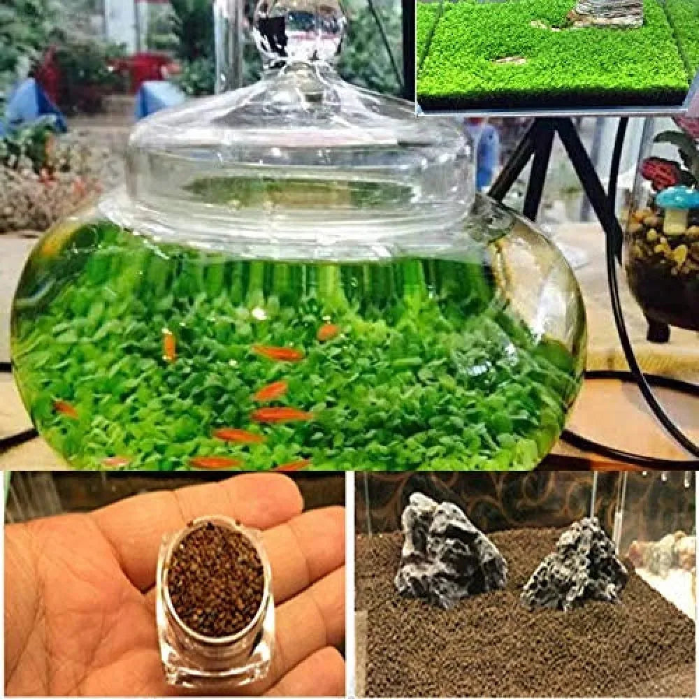 Double leaf aquarium plant seeds