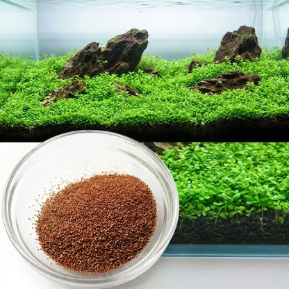 Double leaf aquarium plant seeds