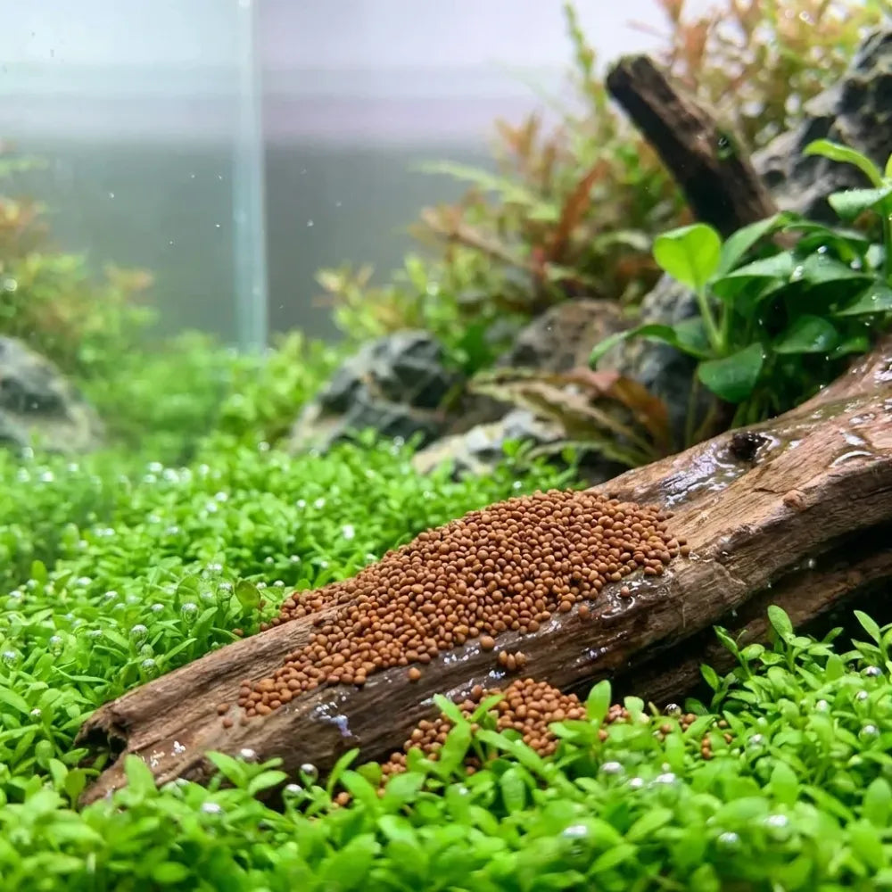 Double leaf aquarium plant seeds