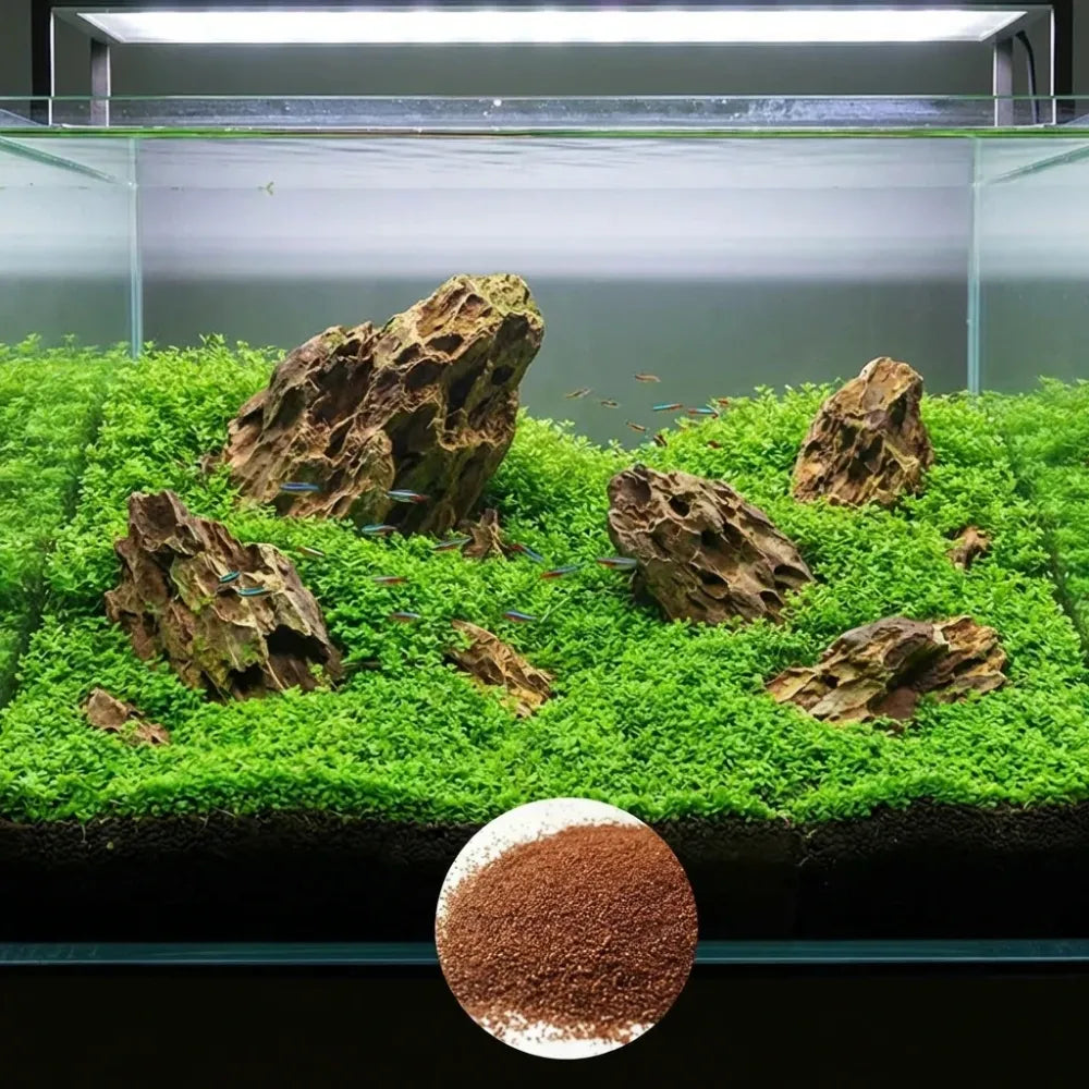Double leaf aquarium plant seeds