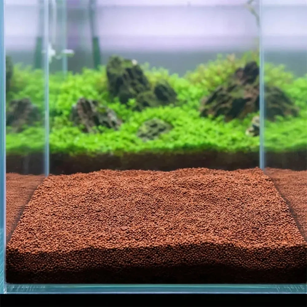 Double leaf aquarium plant seeds