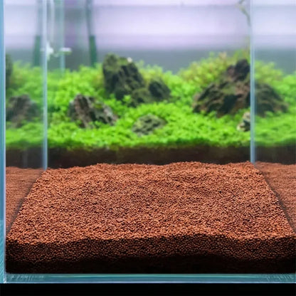 Double leaf aquarium plant seeds