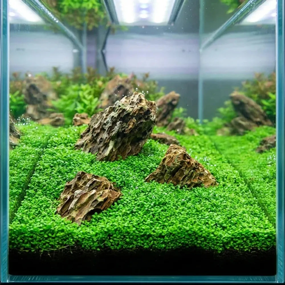 Double leaf aquarium plant seeds