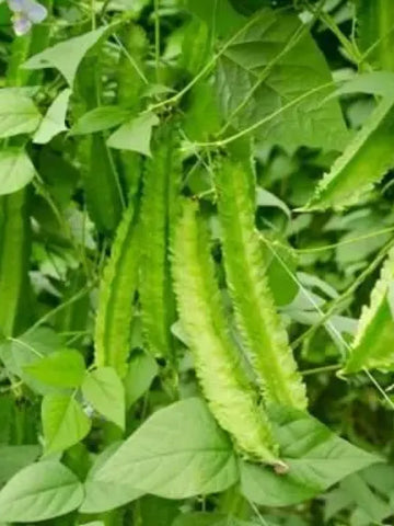 Dragon Bean Seeds