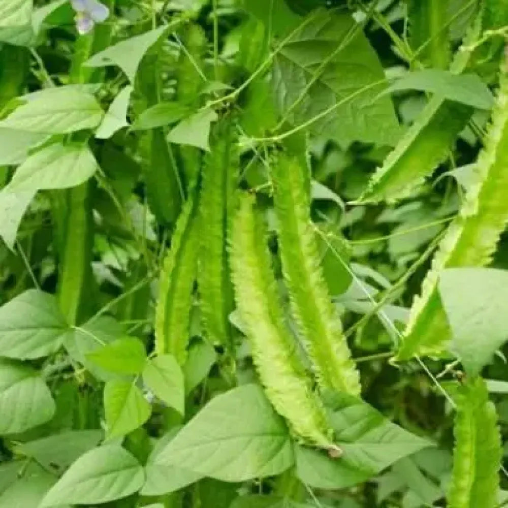 Dragon bean seeds - gardening