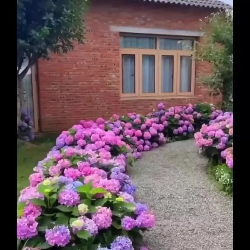 Vibrant hydrangea flower seeds