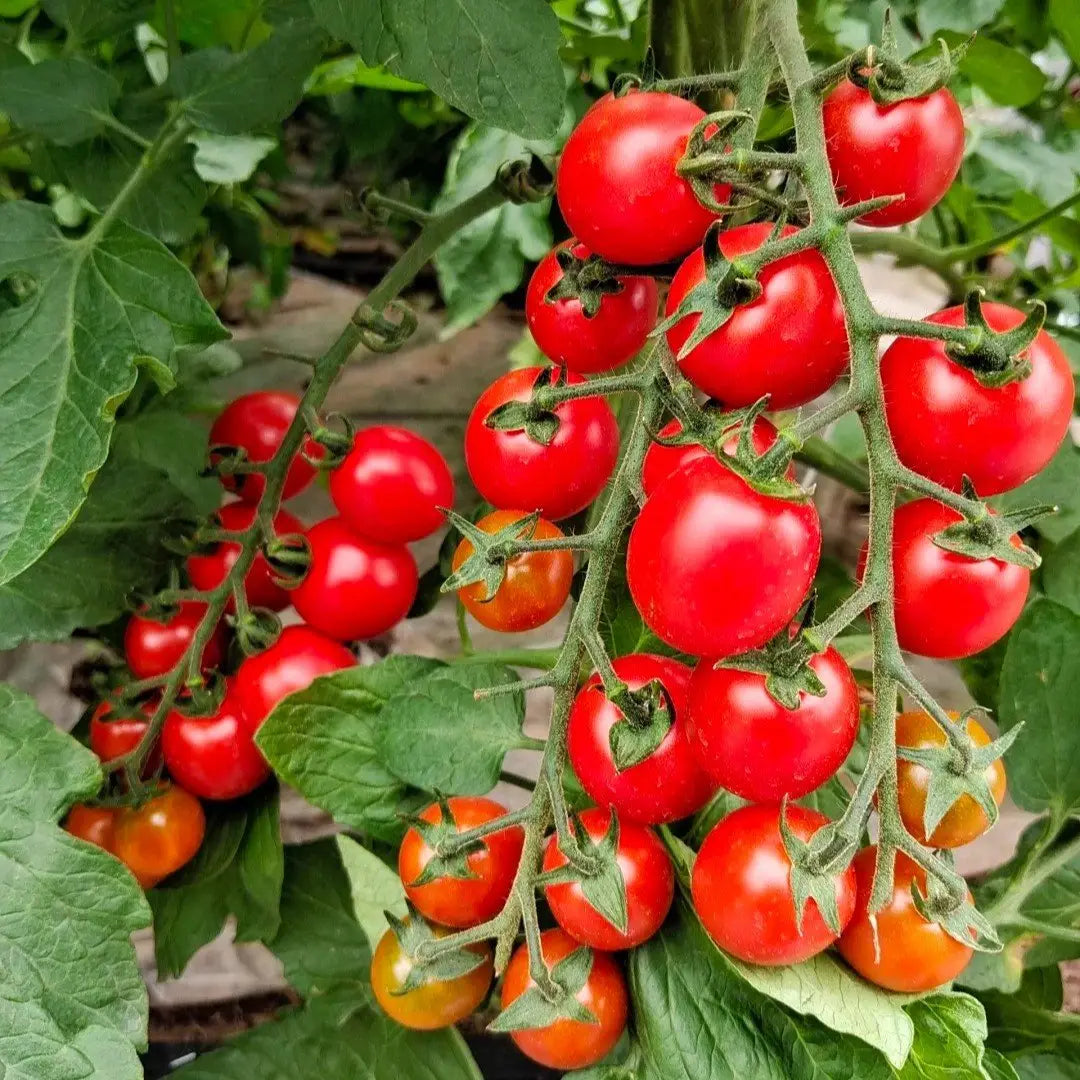 Waterfall tomato seeds