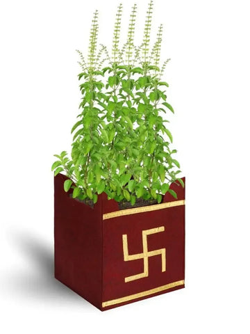 Eco Tulsi Grow Bag