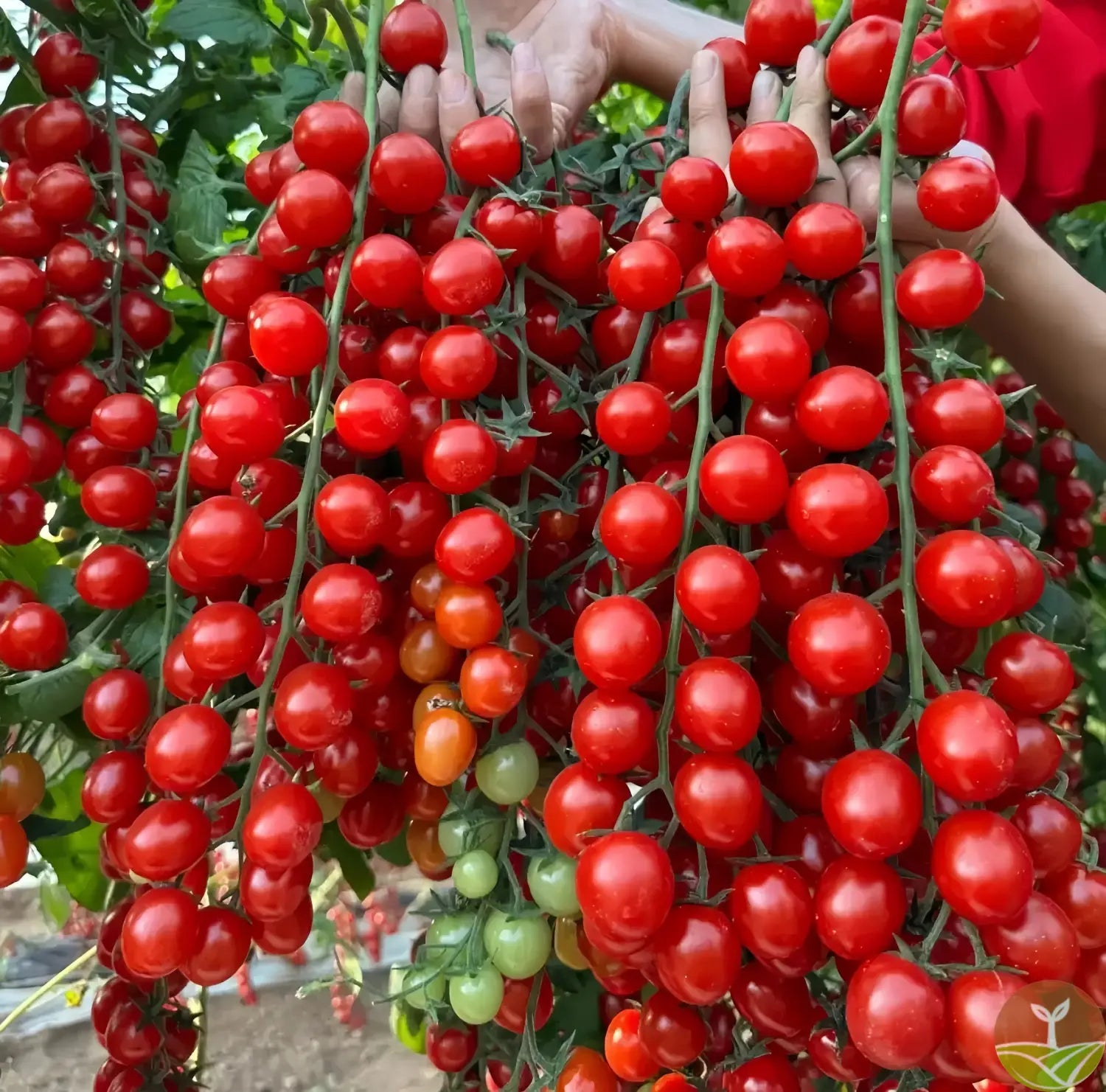 Waterfall tomato seeds