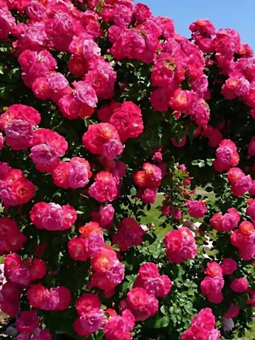 Elegant Climbing Rose Flower Seeds