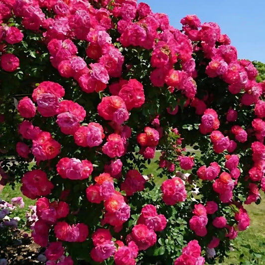 Elegant climbing rose flower seeds