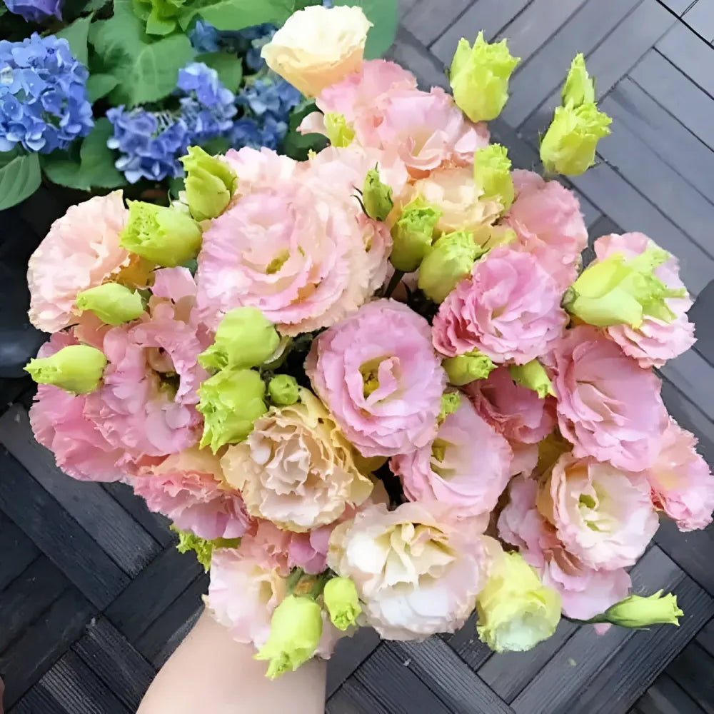 Elegant lisianthus flower seeds - gardening