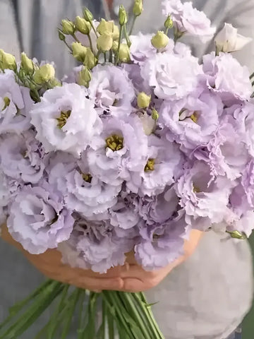 Elegant Lisianthus Flower Seeds