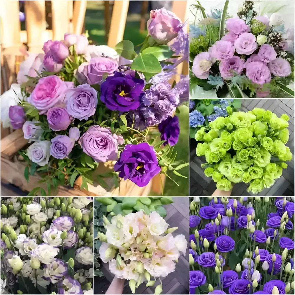 Elegant lisianthus flower seeds - gardening