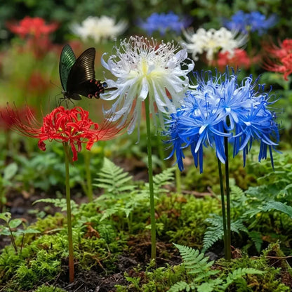 Equinox lily flower seeds - gardening