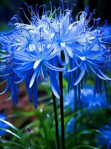 Equinox Lily Flower Seeds
