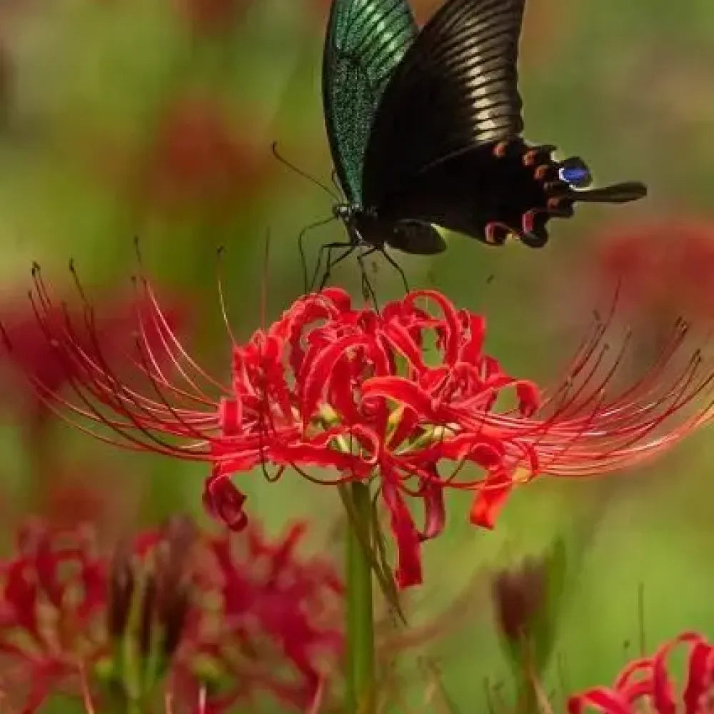Equinox lily flower seeds