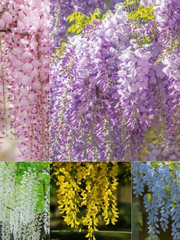 Ever-Blooming Cascade Flowers