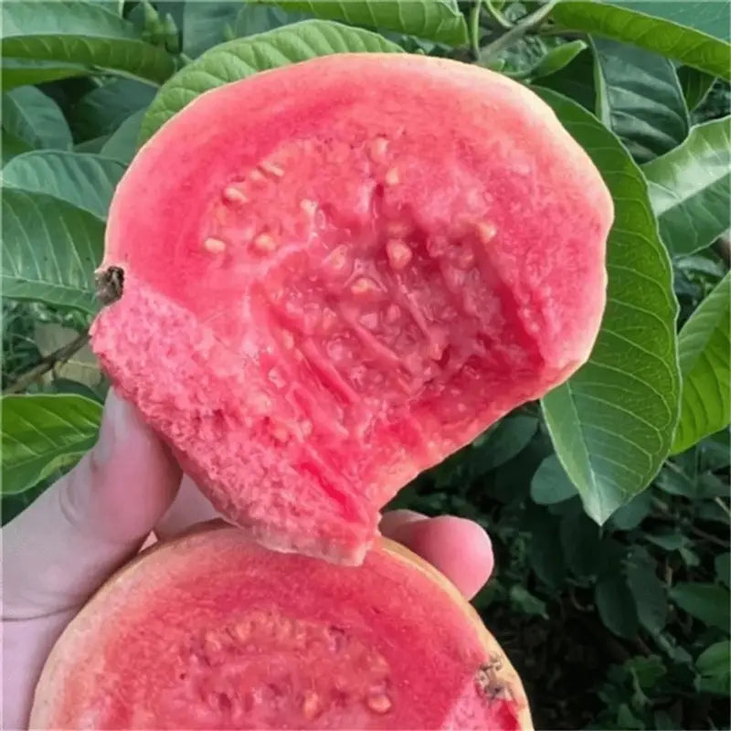 Pink guava seeds (20)