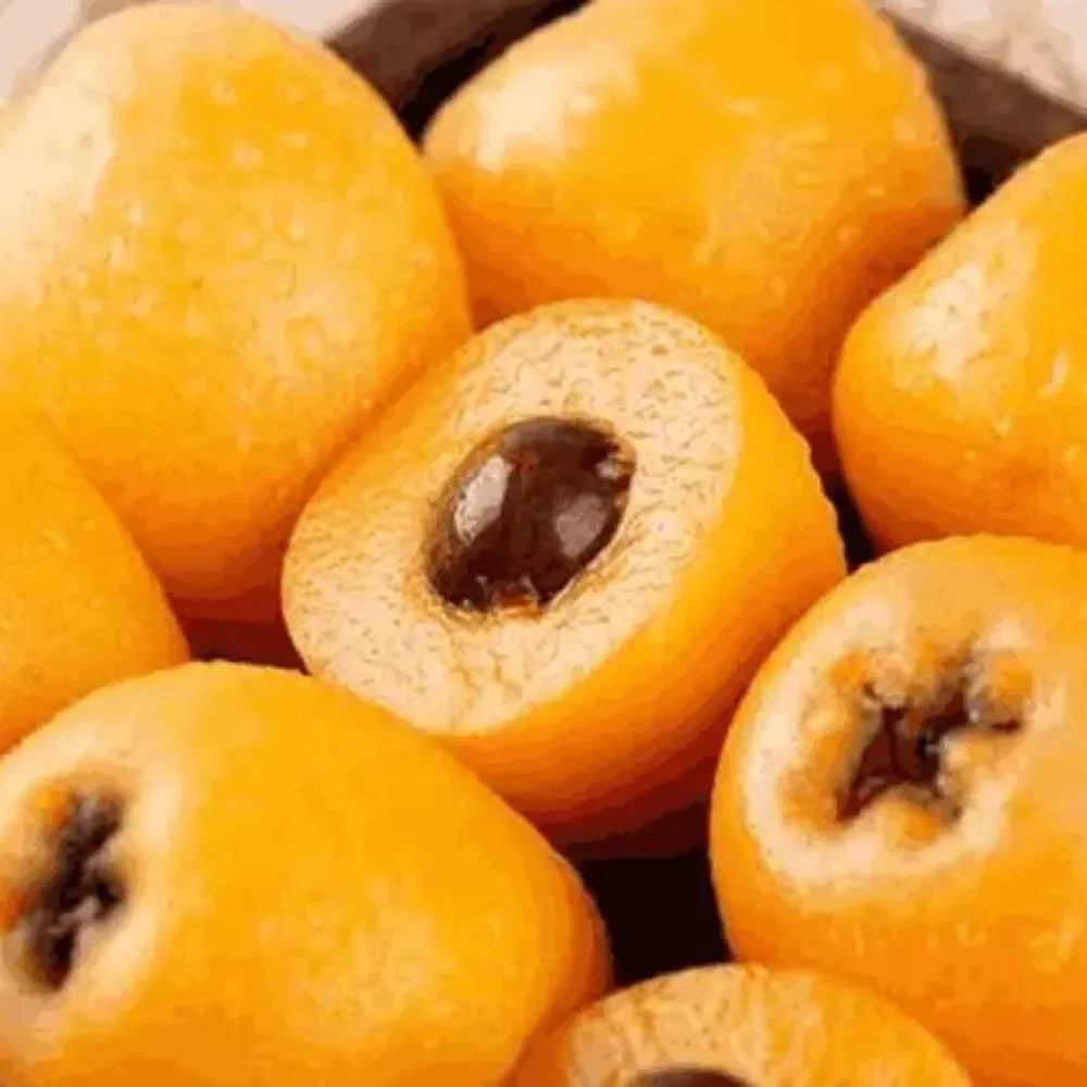 Five-star loquat seeds – pack of 1