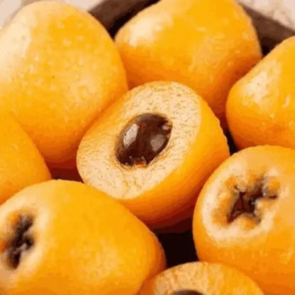 Five-star loquat seeds – pack of 1