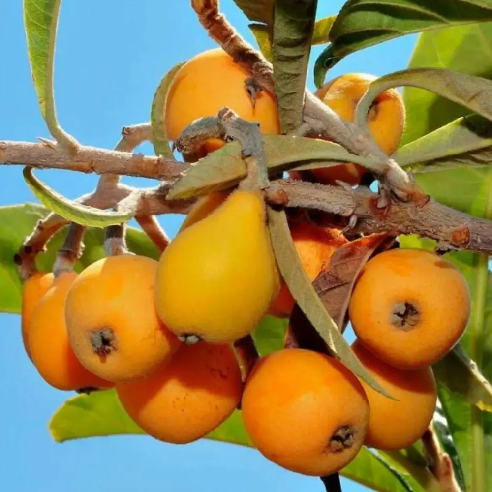 Five-star loquat seeds – pack of 1