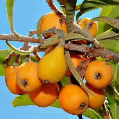Five-star loquat seeds – pack of 1