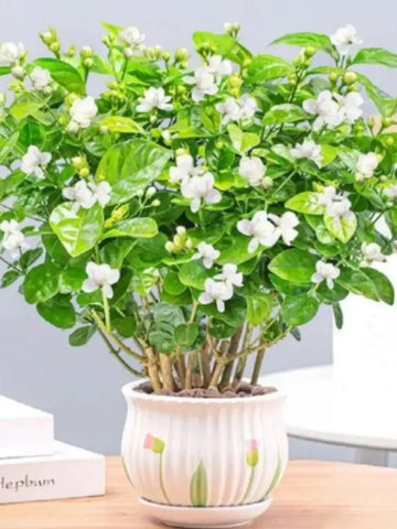 Fragrant Double Jasmine Seeds