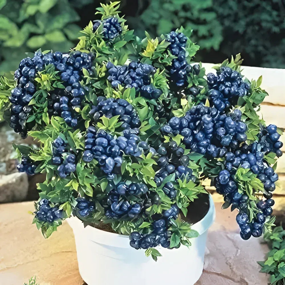 Giant blueberry plant seeds - gardening