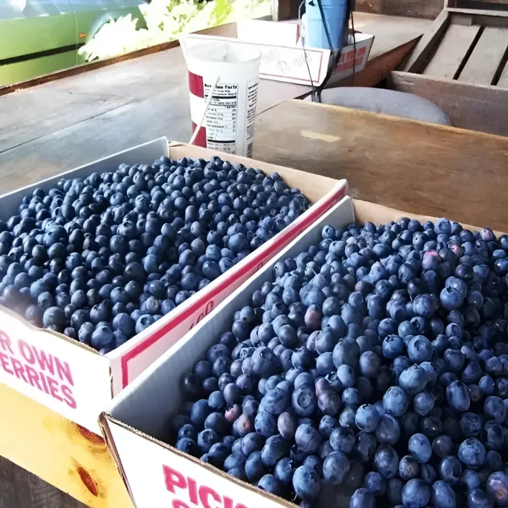 Giant blueberry plant seeds - gardening
