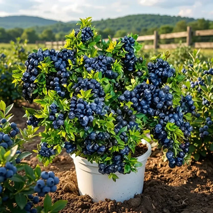 Giant blueberry plant seeds - gardening