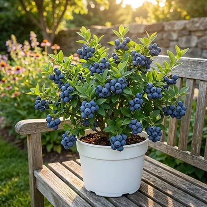 Giant blueberry plant seeds - gardening