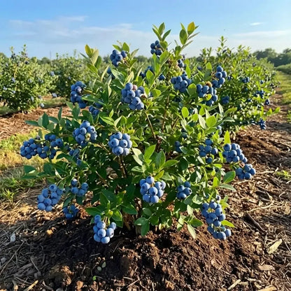 Giant blueberry plant seeds - gardening