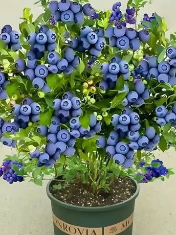 Giant Blueberry Plant Seeds
