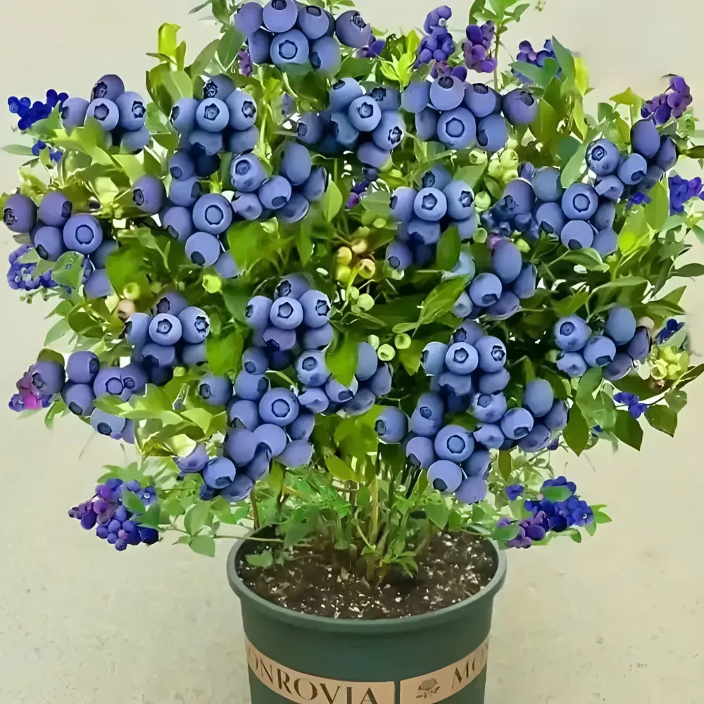 Giant blueberry plant seeds - gardening