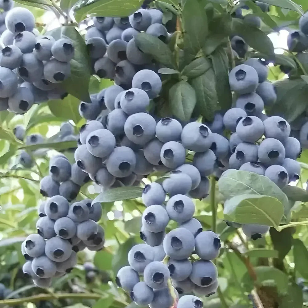 Giant blueberry plant seeds - gardening